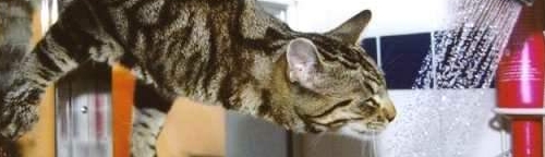 Een Kat