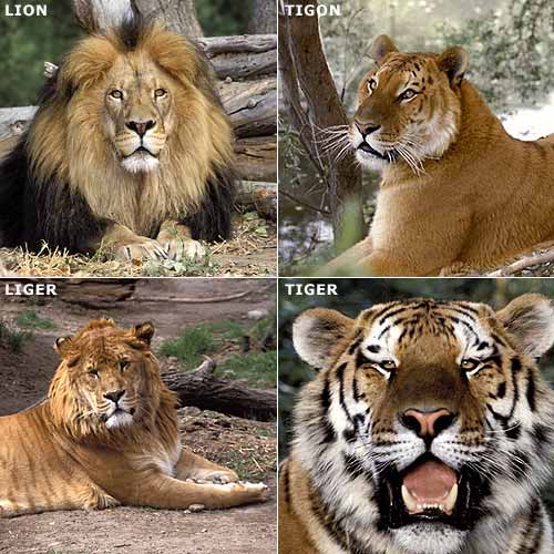 tigon pictures