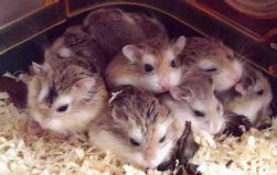 Hamsters