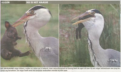 reiger_eet_konijntje_klein.jpg