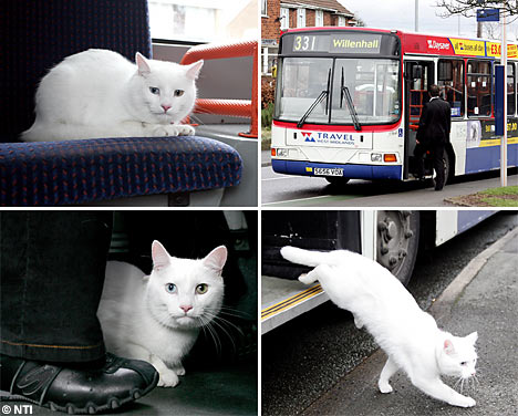 travelingcatnti_468×376.jpg