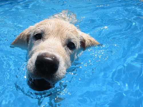Hond in blauw water