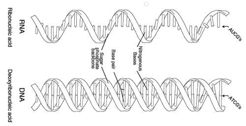 RNA