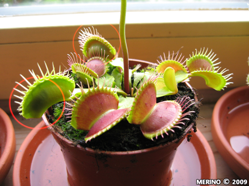 Venus vliegenval (Dionaea Muscipula)