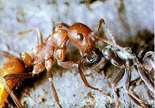 Ravoux's slavemaker ant