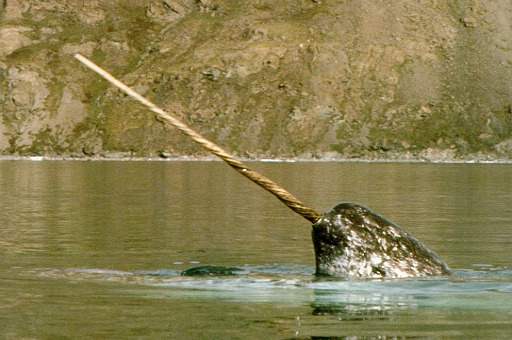 Narwhal