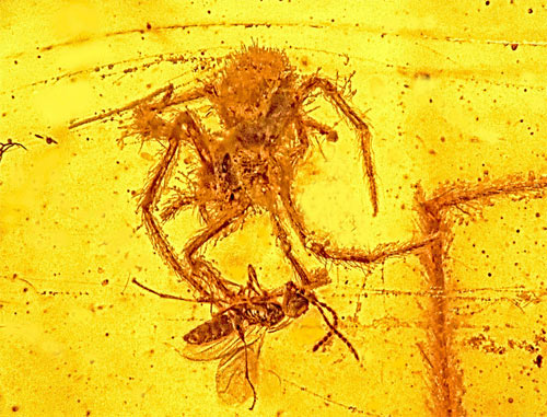 100 million-year-old spider attack