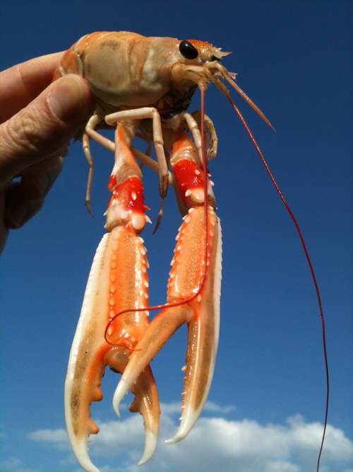 Langoustine